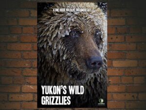 -Yukon's Wild Grizzlies (2021)-<br>The Original Movie