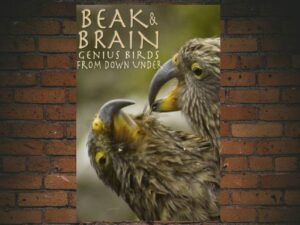 -Beak & Brain (2013)-<br>The Original Movie
