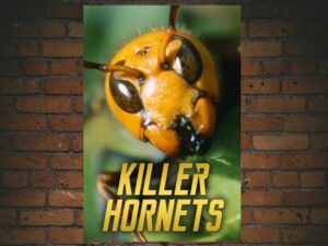 -Killer Hornets (2010)-<br>The Original Movie