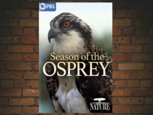 -NATURE Season Of The Osprey (2021)-<br>The Original Movie