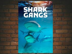 -Shark Gangs (2021)-<br>The Original Movie