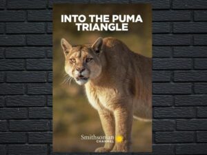 -Into The Puma Triangle (2020)-<br>The Original Movie