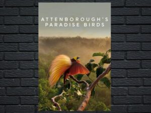 -Attenboroughs Paradise Birds (2015)-<br>The Original Movie