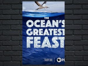 -Nature: The Ocean’s Greatest Feast (2022)-<br>The Original Movie