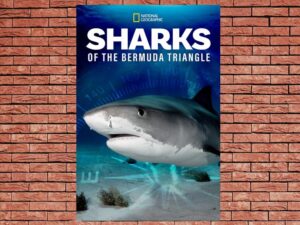 -Sharks Of The Bermuda Triangle (2020)-<br>The Original Movie