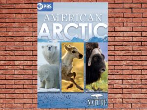 -NATURE American Arctic (2022)-<br>The Original Movie