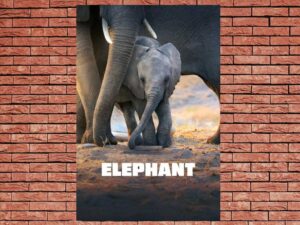 -Elephant (2020)-<br>The Original Movie