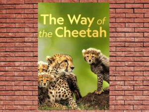 -The Way of the Cheetah (2022)-<br>The Original Movie