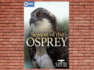 -Nature: Season of the Osprey (2021)-<br>The Original Movie