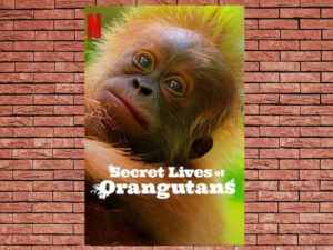 -Secret Lives of Orangutans (2024)-<br>The Original Movie