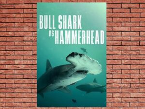 -Bull Shark vs. Hammerhead (2023)-<br>The Original Movie