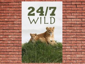 -24/7 Wild (2012)-<br>The Complete Series