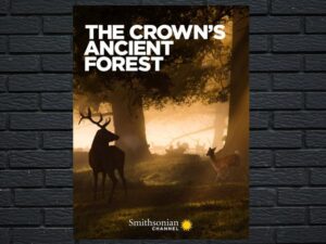 -The Crown's Ancient Forest (2021)-<br>The Original Movie