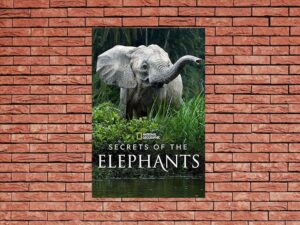 -Secrets of the Elephants (2023)-<br>The Original Movie